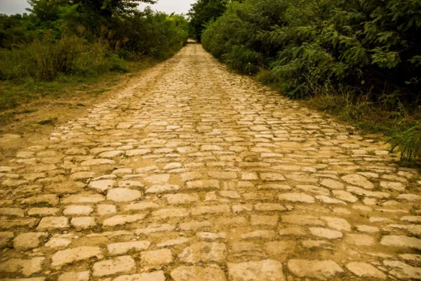 An old, wide, yellow brick road stretching into the distance, lined on both sides by dense green and brown foliage.