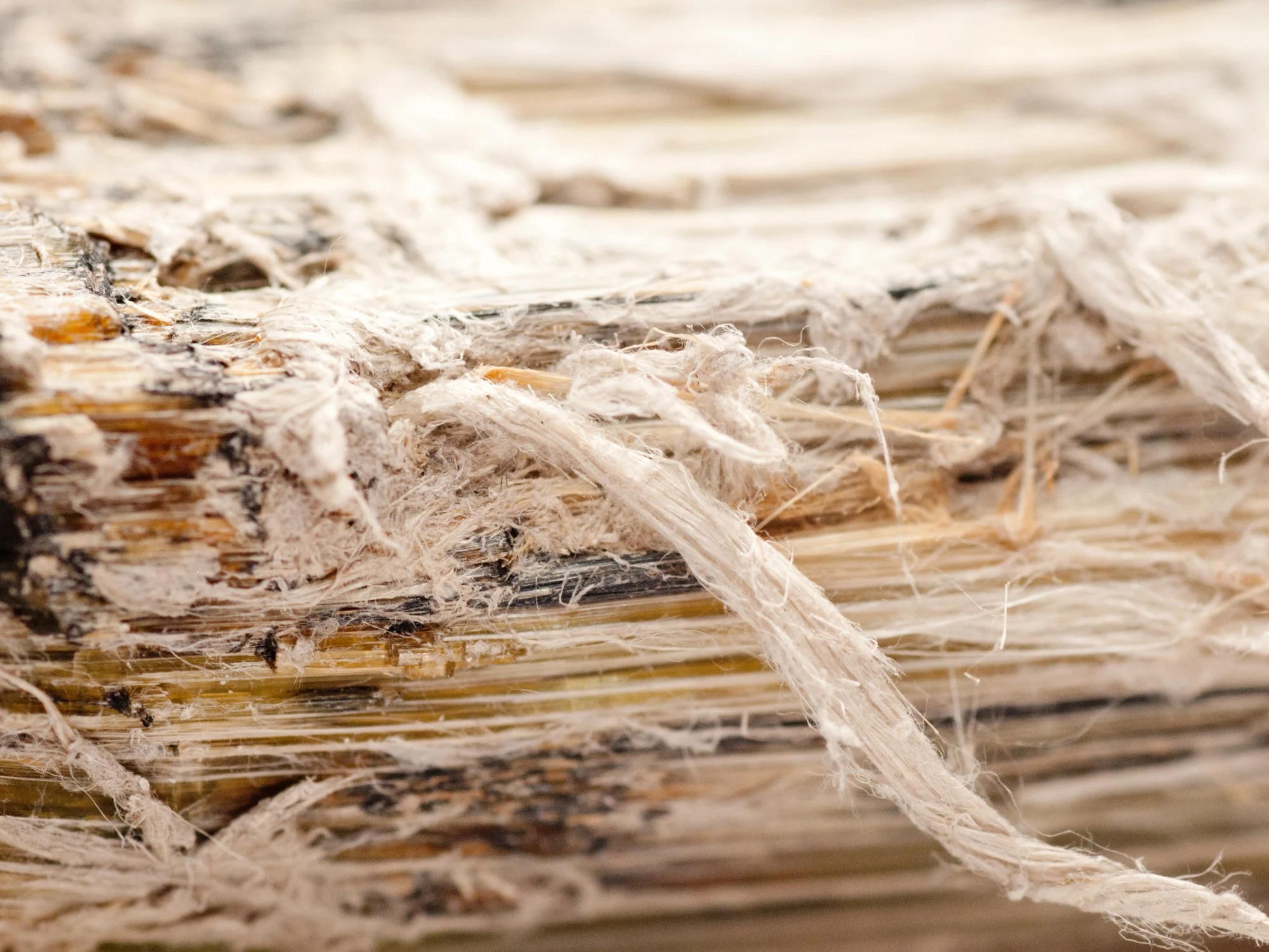 Extreme close-up of raw white asbestos fibres showing a frayed, stringy texture.