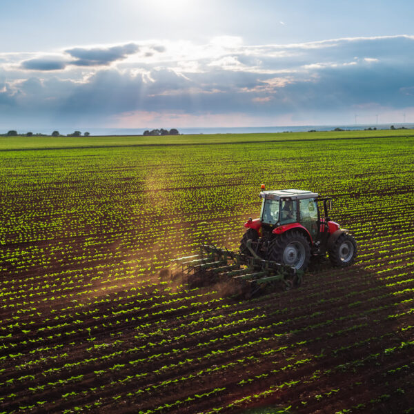 Tractor driving across a field of crops